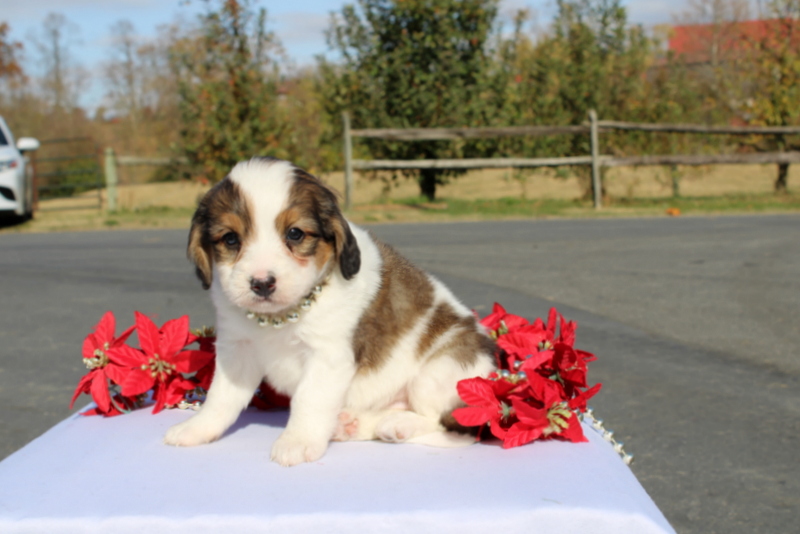 puppy, for, sale, Mini Bernedoodle F2, Matthew B. Stoltzfus, dog, breeder, Gap, PA, dog-breeder, puppy-for-sale, forsale, nearby, find, puppyfind, locator, puppylocator, aca